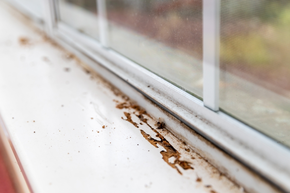 Dégradation d'un appui de fenêtre avec sciure de termites, diagnostic obligatoire